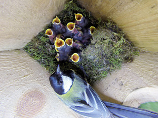 Nest of the Great Tit (Parus major). © fotoparus