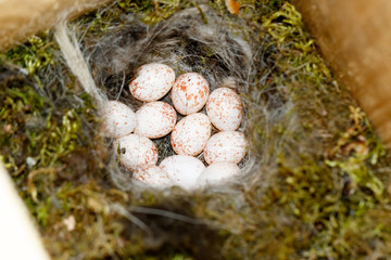 Fototapeta premium Nest of the Great Tit (Parus major).