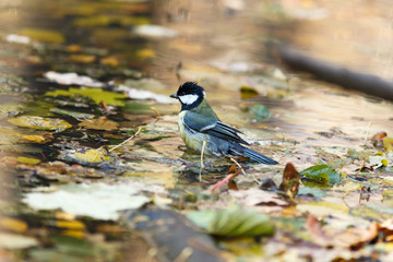 Great Tit (Parus major)