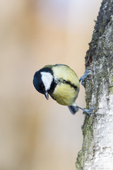 Obraz premium Great Tit (Parus major)