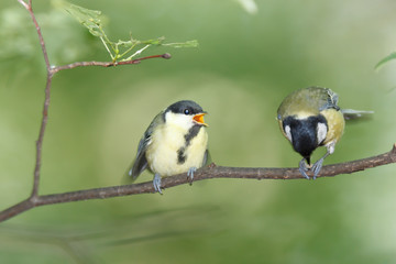 Great Tit (Parus major)