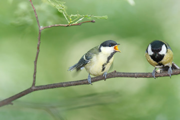 Great Tit (Parus major)