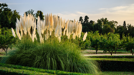 Pampas grass (Cortaderia selloana or gimnerio) in HDR.  Prince's garden of Aranjuez, World Heritage...