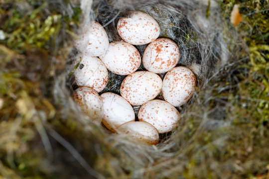 Nest of the Great Tit (Parus major).