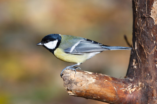 Great Tit (Parus major)