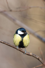 Great Tit (Parus major)