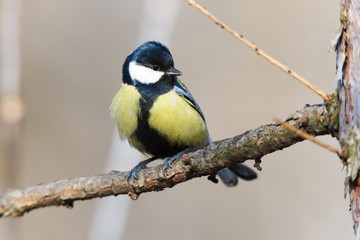 Great Tit (Parus major)