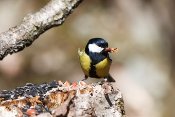 Fototapeta premium Great Tit (Parus major)