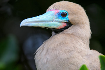 Portrait of Red-footed Booby (Sula sula)