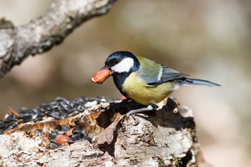 Great Tit (Parus major)