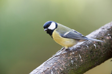 Great Tit (Parus major)
