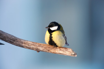 Great Tit (Parus major)