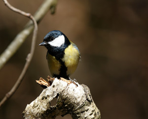 Great Tit (Parus major)