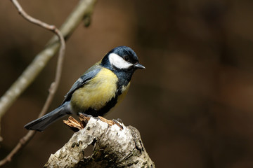 Fototapeta premium Great Tit (Parus major)