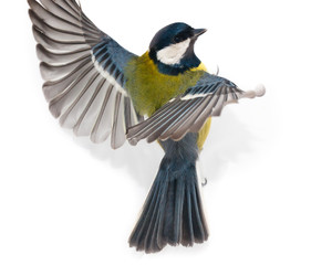 Great Tit (Parus major) isolated