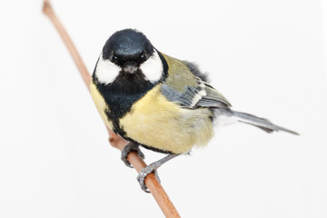 Great Tit (Parus major) isolated