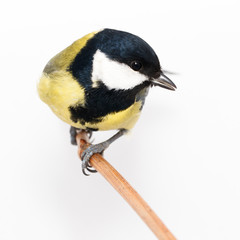 Great Tit (Parus major) isolated