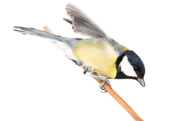 Great Tit (Parus major) isolated