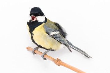 Great Tit (Parus major) isolated