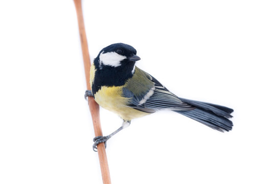 Great Tit (Parus major) isolated
