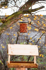 Great Tit (Parus major)