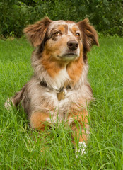 Australian Shepherd dog with attentive expression lying in green grass.