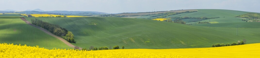 Fototapeta premium panorama with yellow and green fields