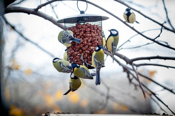 Great Tit (Parus major)