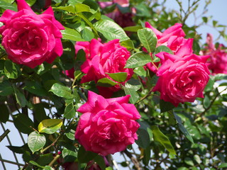 薔薇