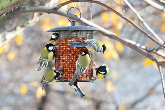 Great Tit (Parus major)