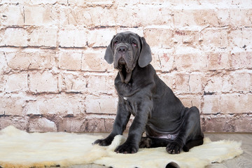Grey, black and brown puppies breed Neapolitana Mastino. Dog handlers training dogs since childhood.