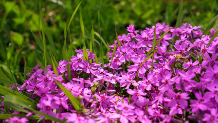 Obraz premium Flower phlox subulata in the light of the sun's rays. pink flowers at the green grass. as a background. close up. small depth of field