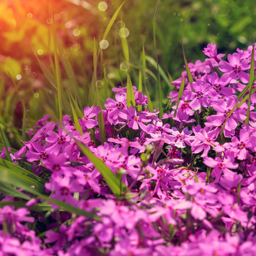 Flower phlox subulata in the light of the sun's rays. pink flowers at the green grass. as a background. close up. small depth of field