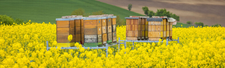 honey combs in rapeseed field - obrazy, fototapety, plakaty