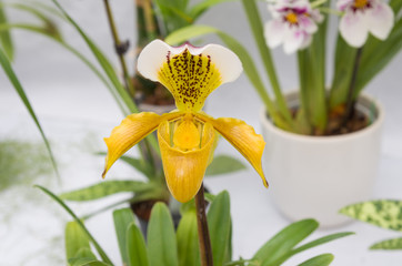 yellow orchid closeup