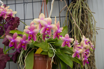 orchids in a greenhouse