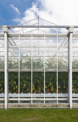 Fototapeta na wymiar greenhouse exterior