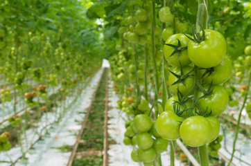 tomatoes in a greenhouse