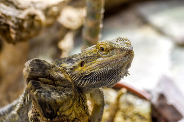 Lizard on a tree.  Pogona vitticeps.