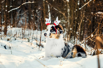 Christmas portrait of Australian Shepherd puppy