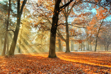 Morning sunrays in late autumn forest