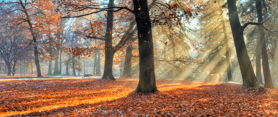 Morning sunrays in late autumn forest