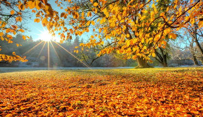Morning sunrays in late autumn forest