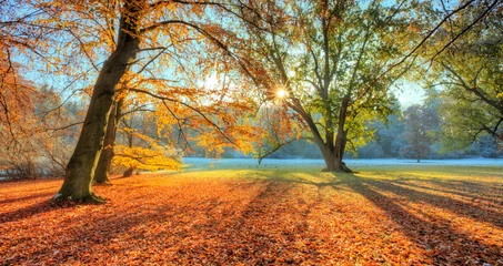 Crédence de cuisine en verre imprimé Hiver Morning sunrays in late autumn forest