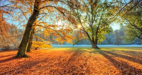 Papier Peint photo Hiver Morning sunrays in late autumn forest