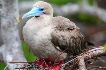Red-footed booby (Sula sula) sitting on a nest