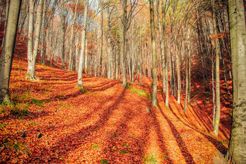 Forest fall/ Autumn forest in Romania 
