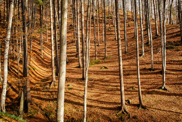 Forest fall/ Autumn forest in Romania 
