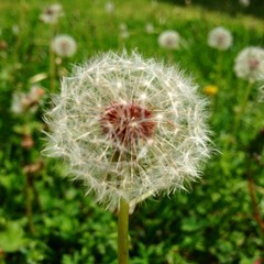 Dandelions