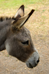 donkey potrait closeup from the side